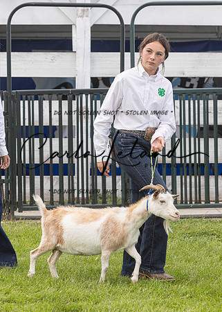 2023 Roosevelt County Fair Goat Show-68