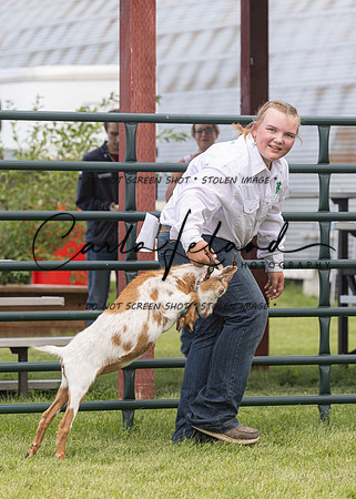 2023 Roosevelt County Fair Goat Show-69