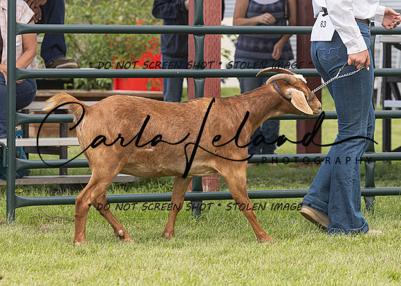 2023 Roosevelt County Fair Goat Show-71