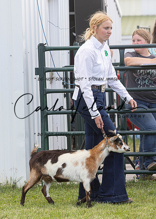 2023 Roosevelt County Fair Goat Show-72