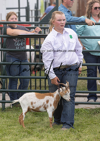 2023 Roosevelt County Fair Goat Show-88