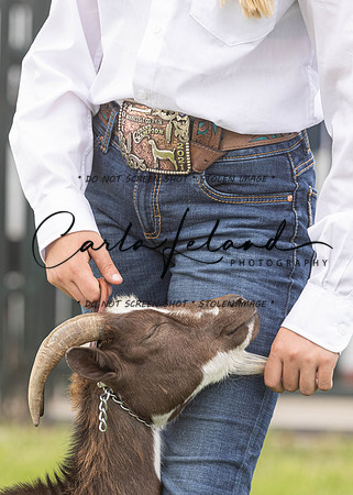 2023 Roosevelt County Fair Goat Show-89