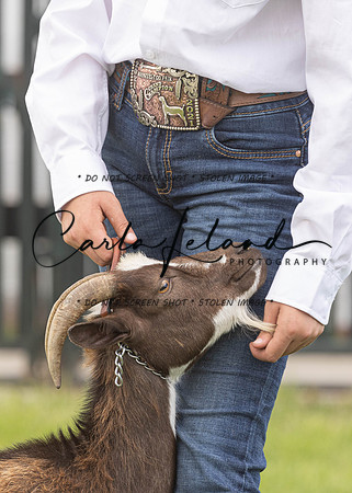 2023 Roosevelt County Fair Goat Show-90