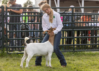 Goat Show, Aug 10, 2023