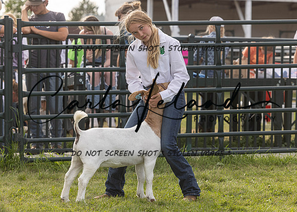 2023 Roosevelt County Fair Goat Show-95