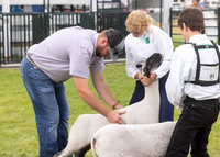 2023 Roosevelt County Fair Sheep Show-5