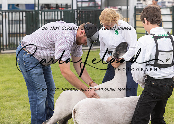2023 Roosevelt County Fair Sheep Show-5