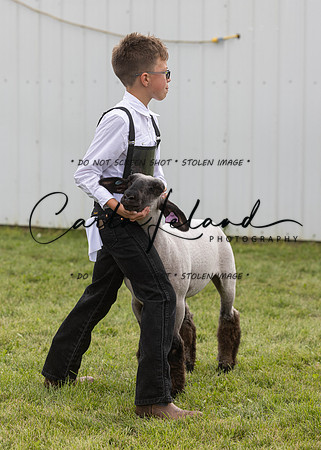 2023 Roosevelt County Fair Sheep Show-3