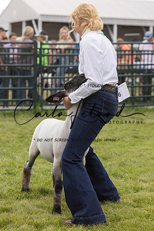 2023 Roosevelt County Fair Sheep Show-1