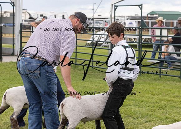 2023 Roosevelt County Fair Sheep Show-6