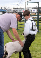 2023 Roosevelt County Fair Sheep Show-7