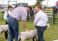 2023 Roosevelt County Fair Sheep Show-8
