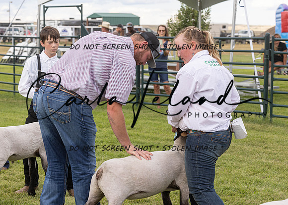 2023 Roosevelt County Fair Sheep Show-8