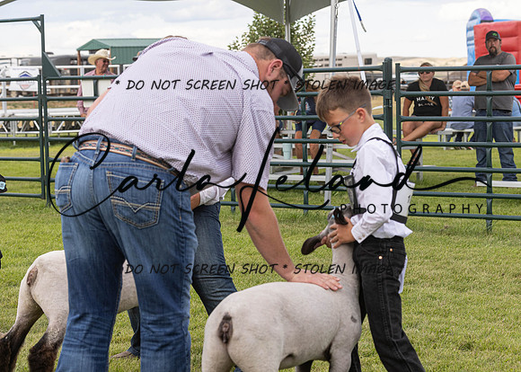 2023 Roosevelt County Fair Sheep Show-9