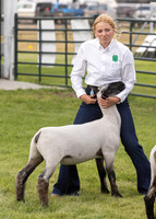 2023 Roosevelt County Fair Sheep Show-11