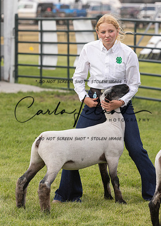 2023 Roosevelt County Fair Sheep Show-11