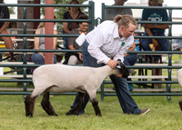 2023 Roosevelt County Fair Sheep Show-17