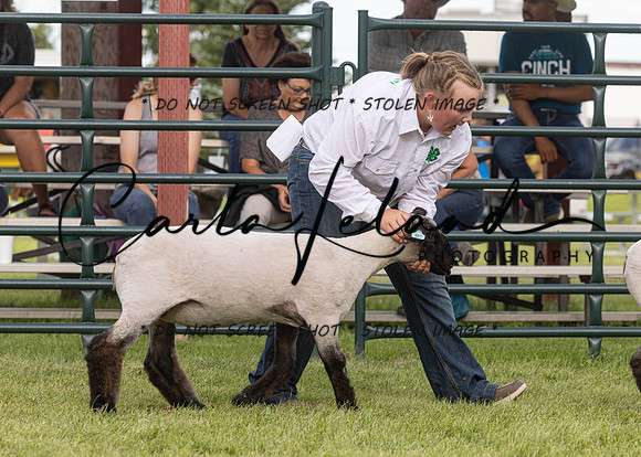 2023 Roosevelt County Fair Sheep Show-17