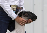 Sheep Show, Aug 10, 2023