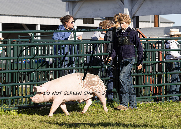 2023 Roosevelt County Fair Swine Show-1