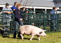 2023 Roosevelt County Fair Swine Show-3
