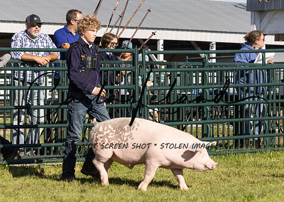 2023 Roosevelt County Fair Swine Show-3