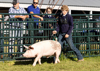 2023 Roosevelt County Fair Swine Show-2