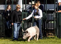 2023 Roosevelt County Fair Swine Show-4