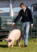 2023 Roosevelt County Fair Swine Show-6