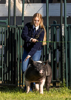 2023 Roosevelt County Fair Swine Show-8