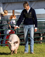 2023 Roosevelt County Fair Swine Show-7