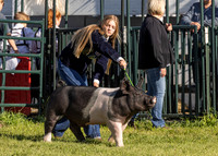 2023 Roosevelt County Fair Swine Show-10