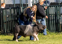 Swine Show, Aug 11, 2023
