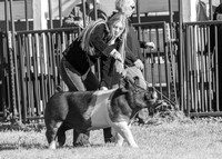 2023 Roosevelt County Fair Swine Show-12