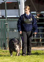 2023 Roosevelt County Fair Swine Show-13