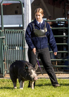 2023 Roosevelt County Fair Swine Show-14