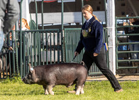 2023 Roosevelt County Fair Swine Show-15