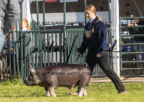 2023 Roosevelt County Fair Swine Show-15