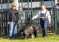 2023 Roosevelt County Fair Swine Show-16