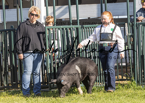 2023 Roosevelt County Fair Swine Show-16
