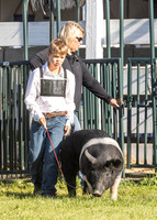 2023 Roosevelt County Fair Swine Show-18