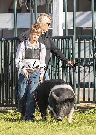 2023 Roosevelt County Fair Swine Show-18