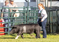 2023 Roosevelt County Fair Swine Show-17