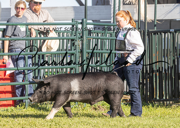 2023 Roosevelt County Fair Swine Show-17
