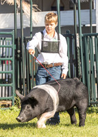 2023 Roosevelt County Fair Swine Show-19