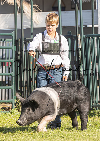 2023 Roosevelt County Fair Swine Show-19