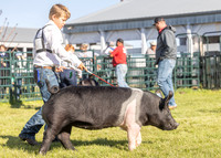 2023 Roosevelt County Fair Swine Show-20