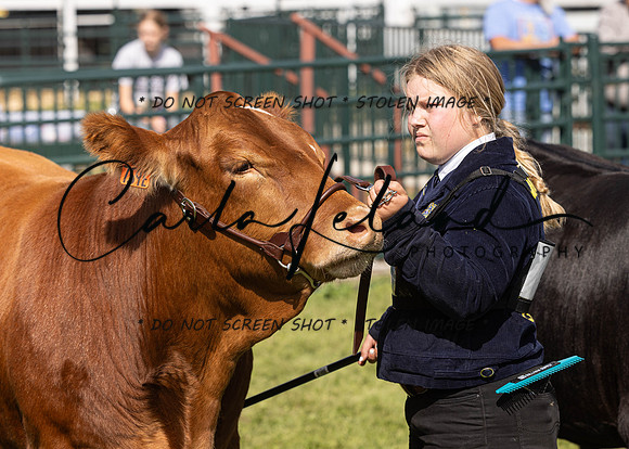 2023 Roosevelt County Fair Beef Show-4