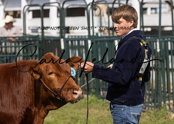 2023 Roosevelt County Fair Beef Show-1
