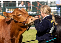 2023 Roosevelt County Fair Beef Show-3